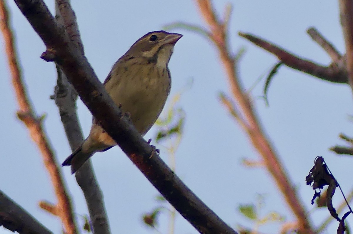 Dickcissel - ML638929175