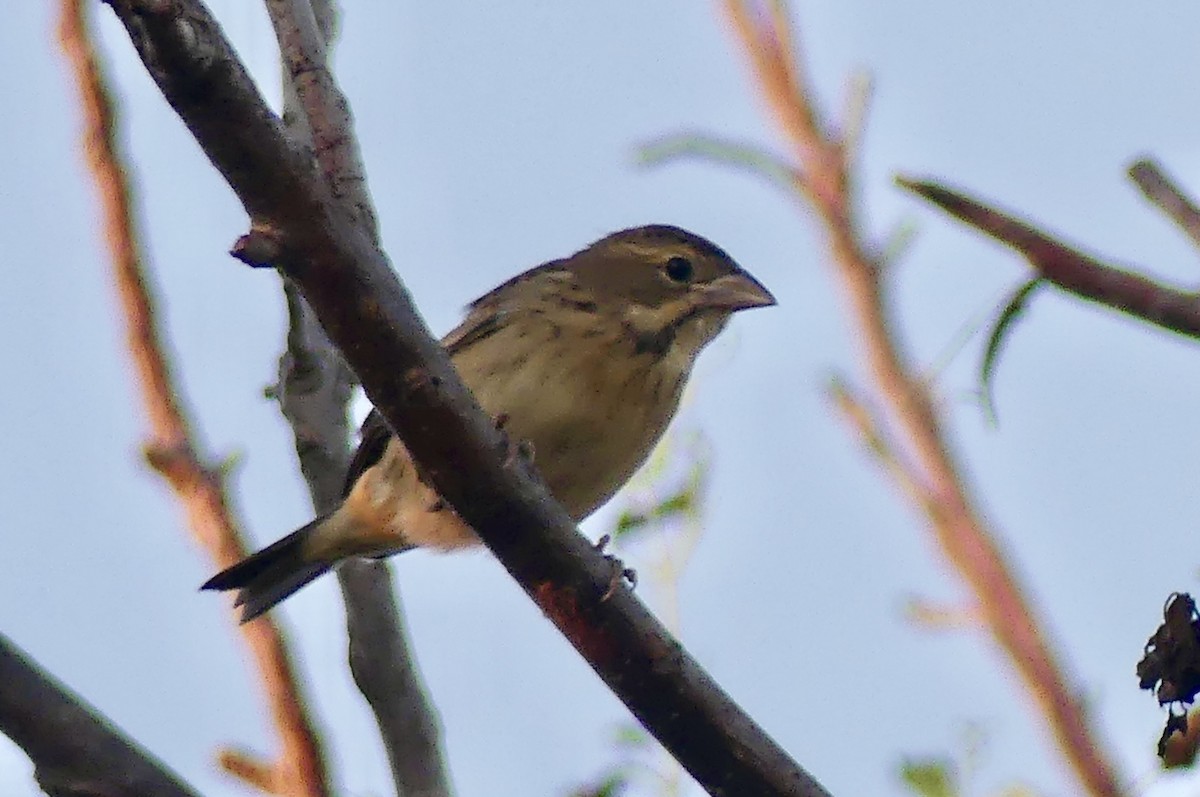 Dickcissel - ML638929176