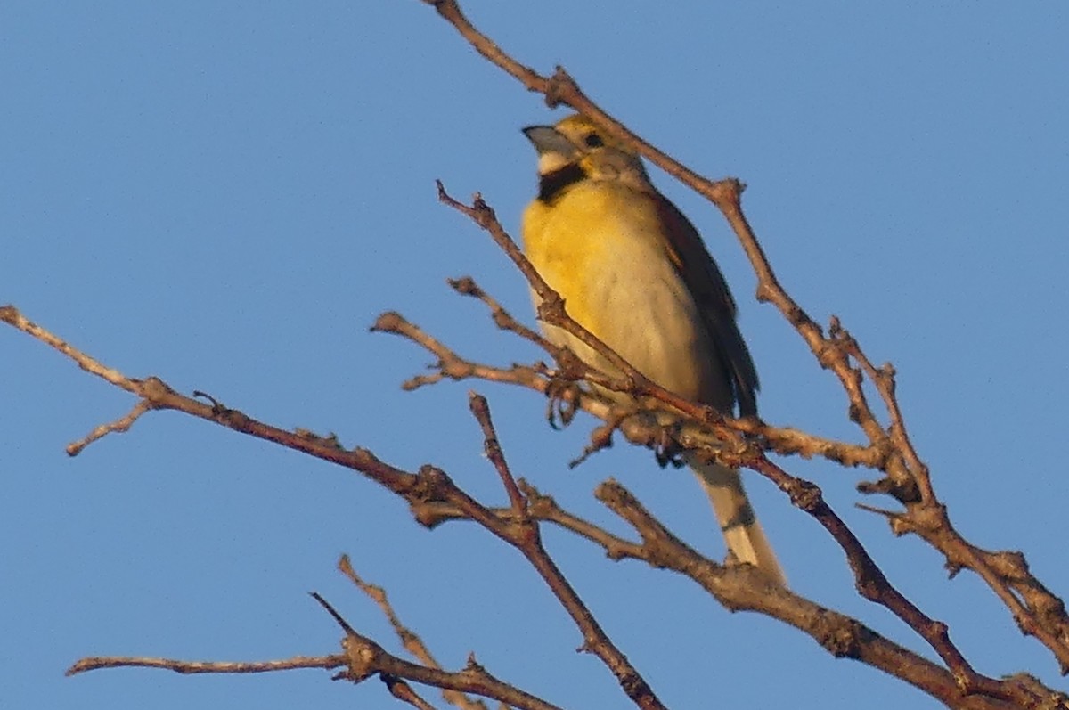 Dickcissel - ML638929177