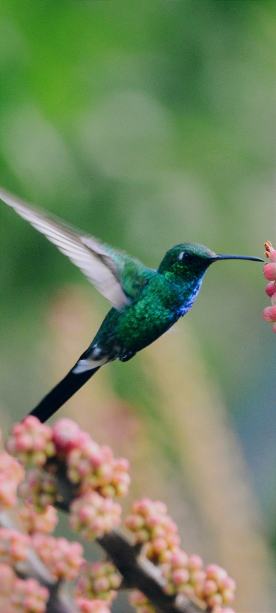 Cuban Emerald - ML638929179