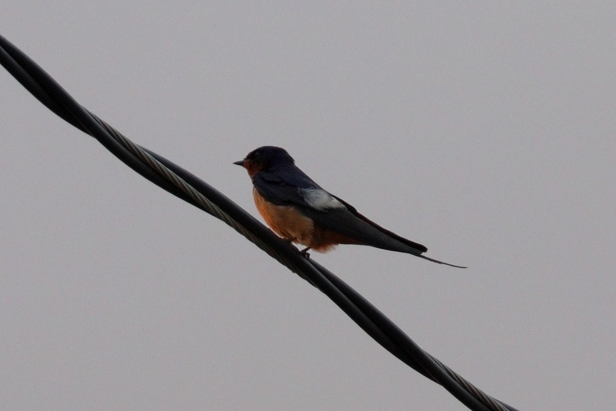Barn Swallow - ML638929180