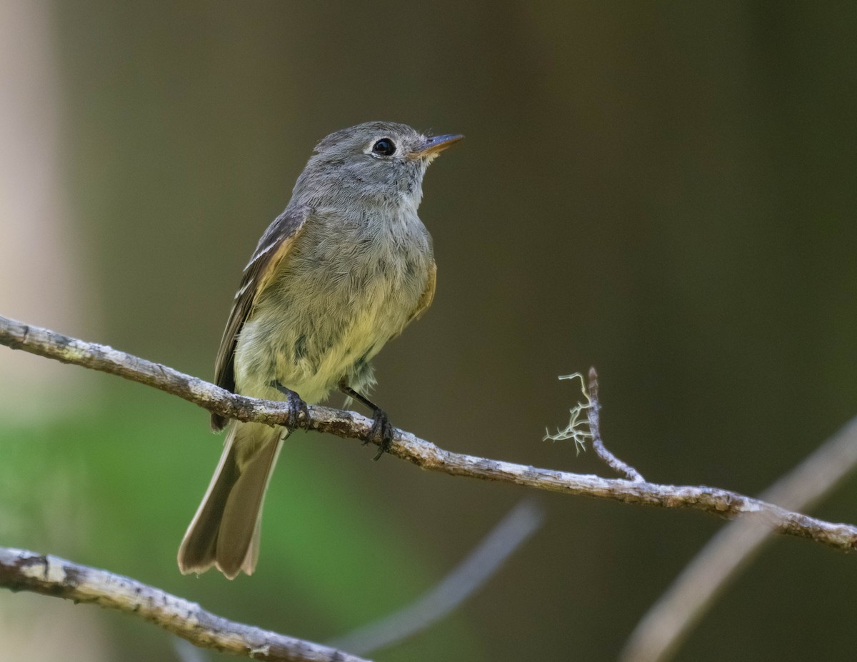 Hammond's Flycatcher - ML638929183