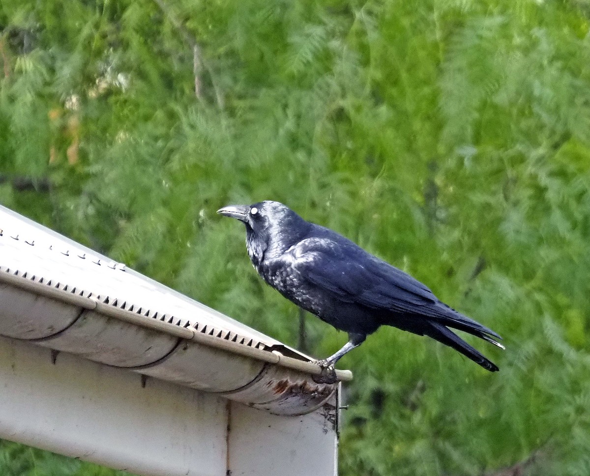 Little Raven - ML638929186
