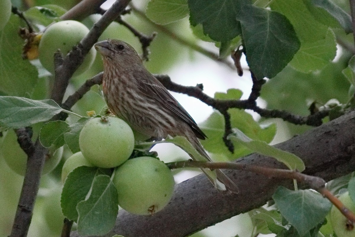 House Finch - ML638929188
