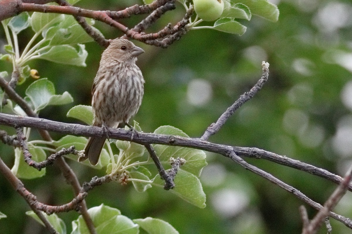House Finch - ML638929189
