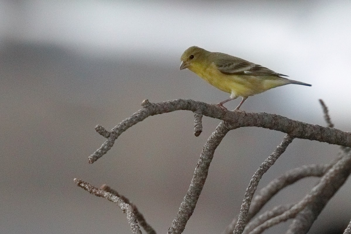 Lesser Goldfinch - ML638929192