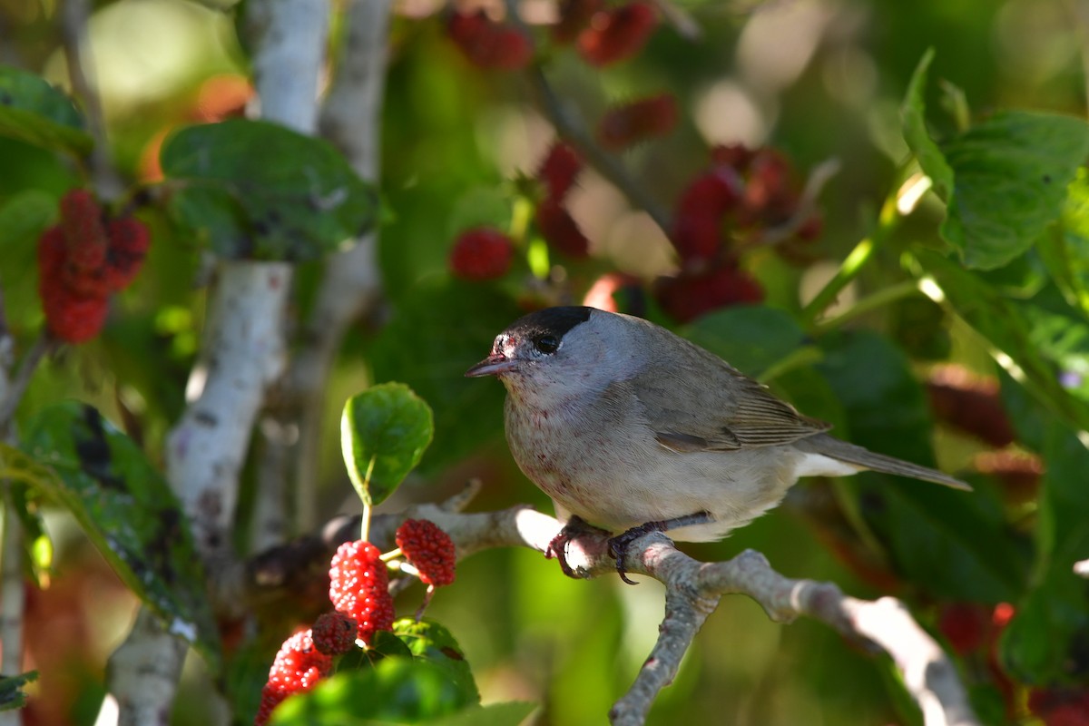 Eurasian Blackcap - ML638929211