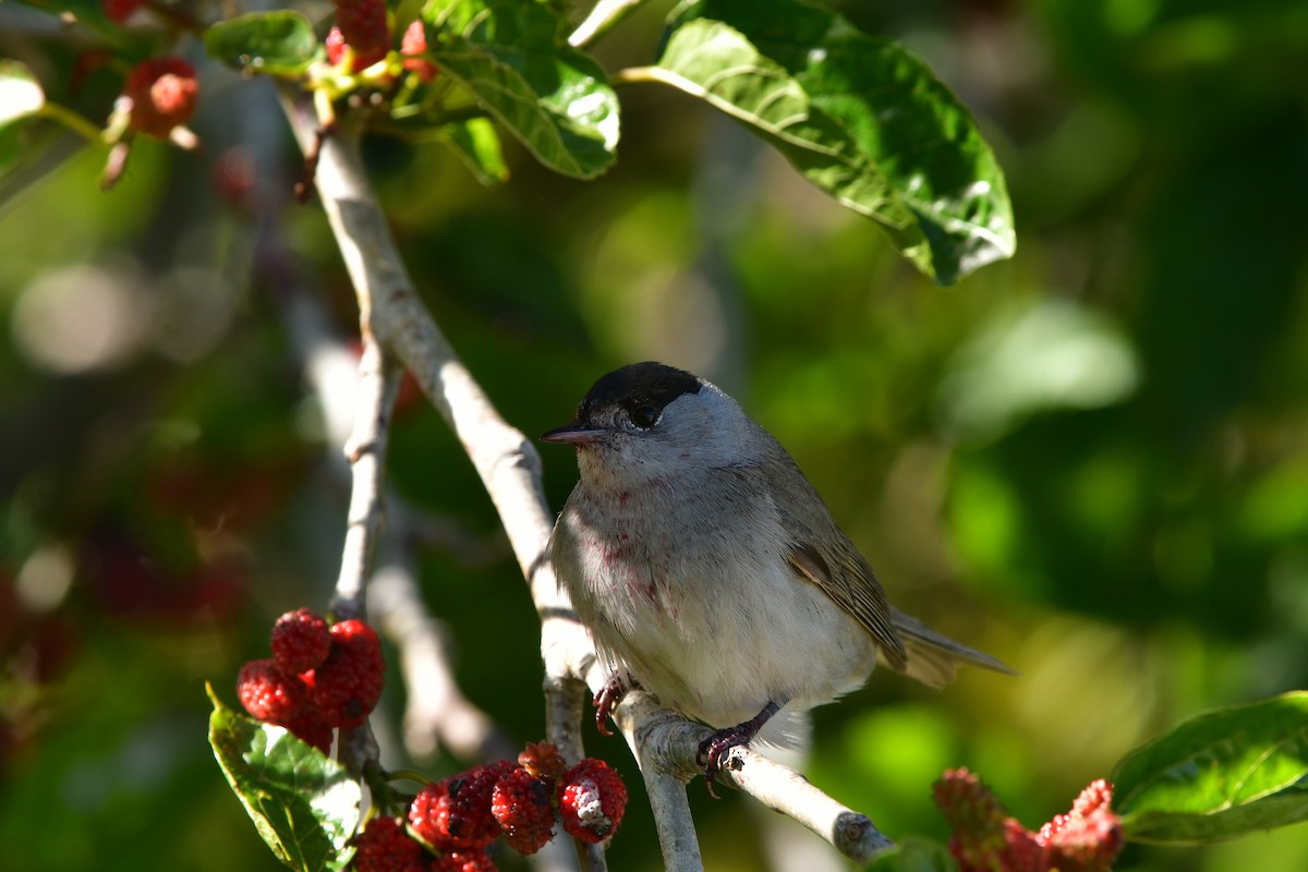 Eurasian Blackcap - ML638929212