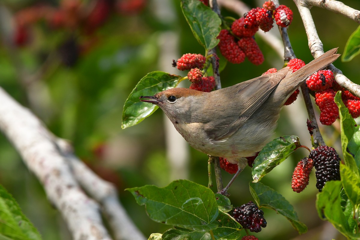 Eurasian Blackcap - ML638929213