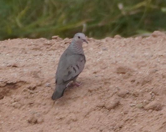 Common Ground Dove - ML638929215