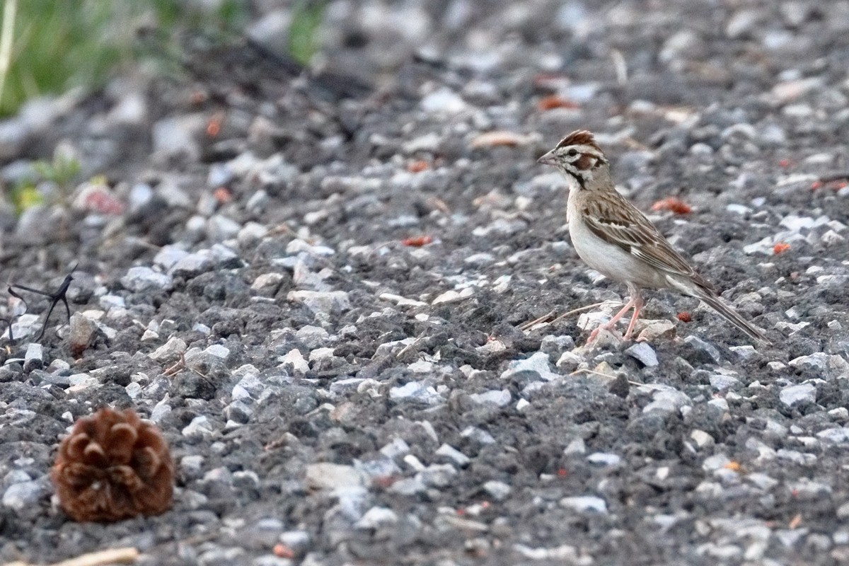 Lark Sparrow - ML638929216