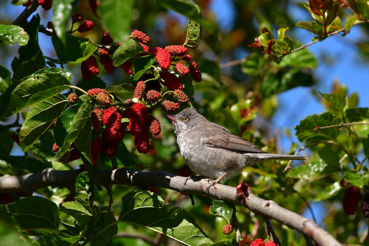 Barred Warbler - ML638929217