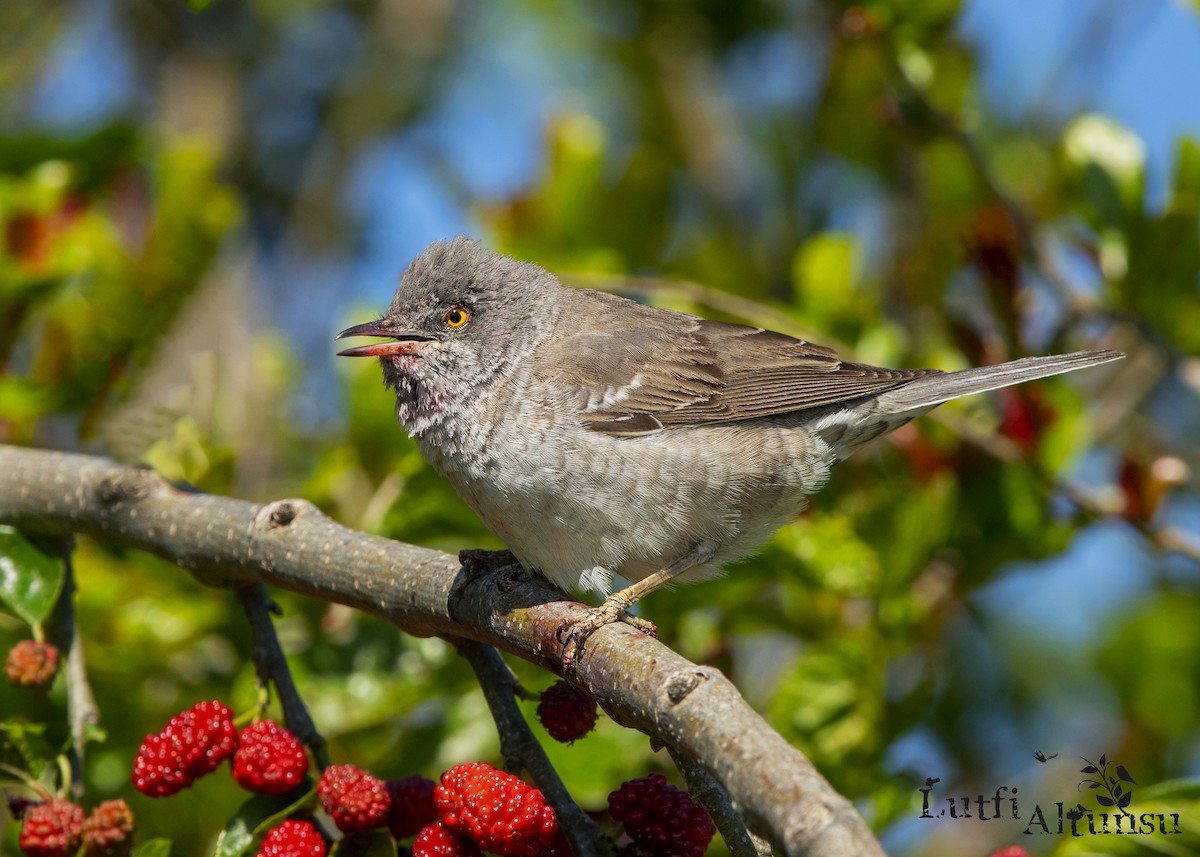 Barred Warbler - ML638929218