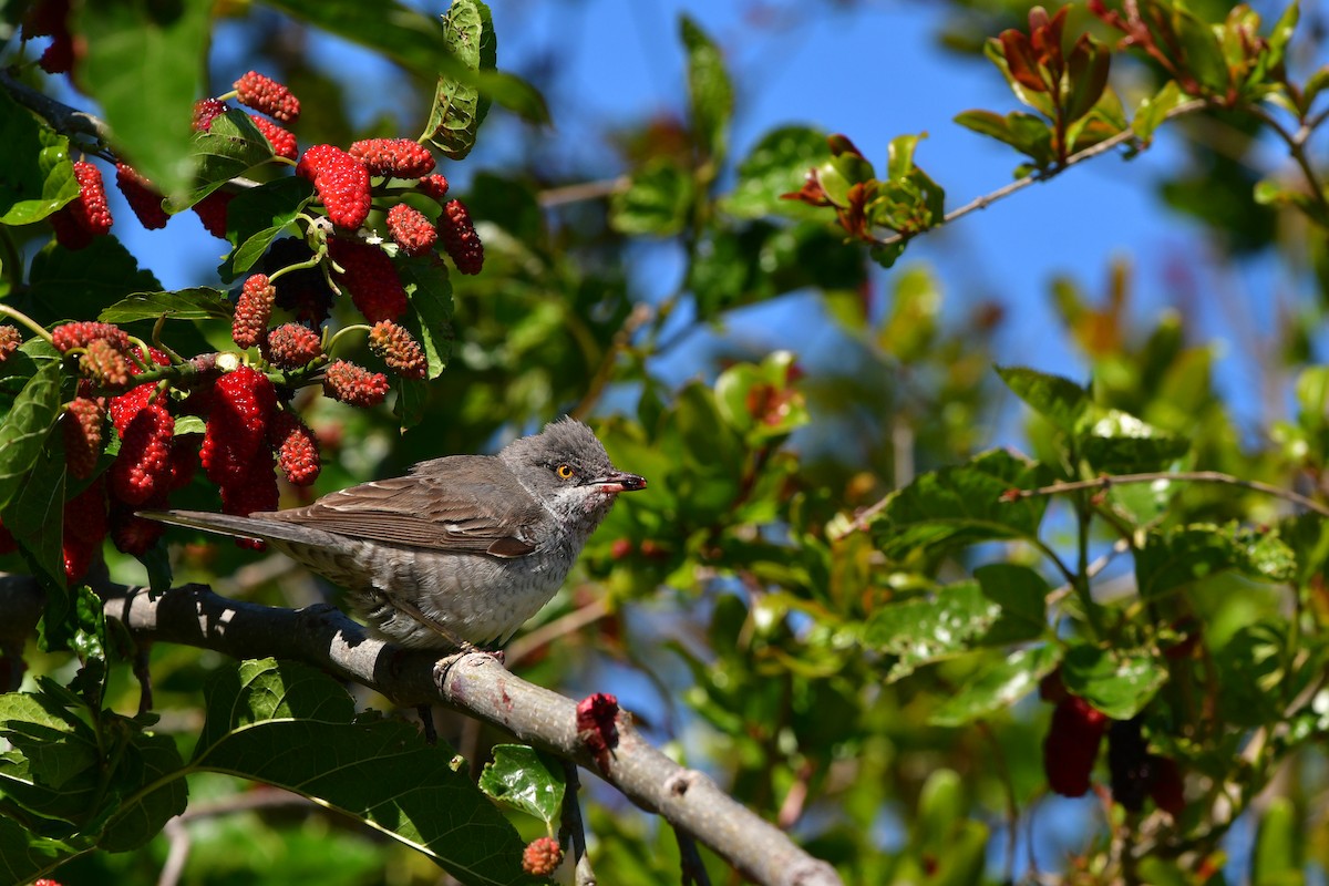 Barred Warbler - ML638929219
