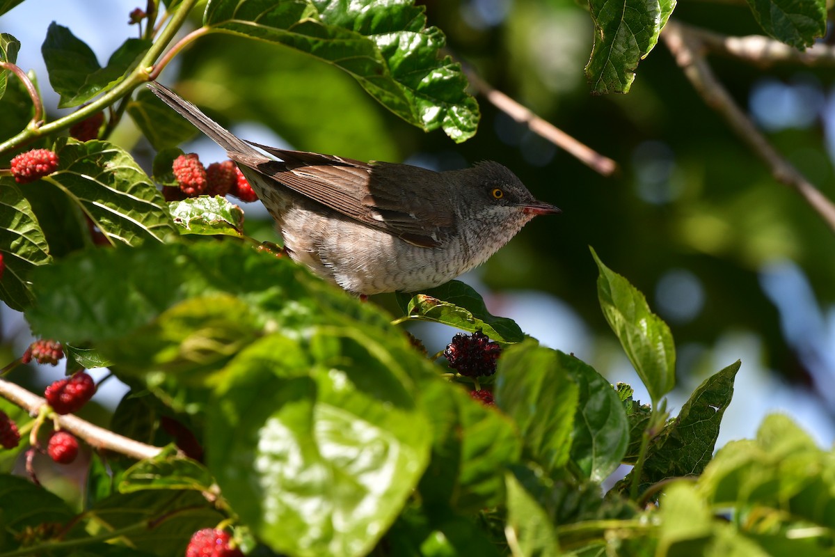 Barred Warbler - ML638929221