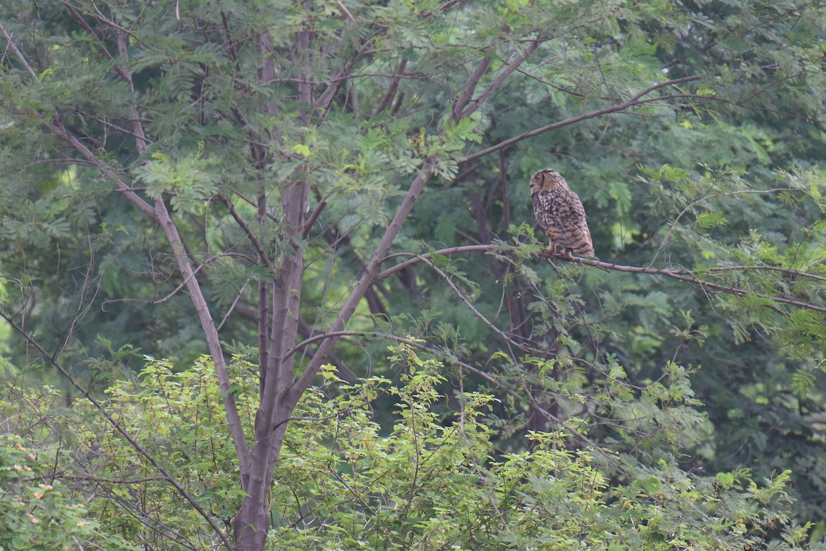 Rock Eagle-Owl - ML638929231