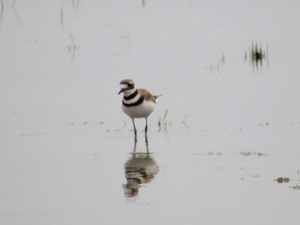 Killdeer - ML638929232