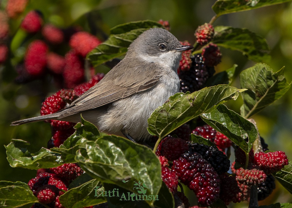 Lesser Whitethroat - ML638929234