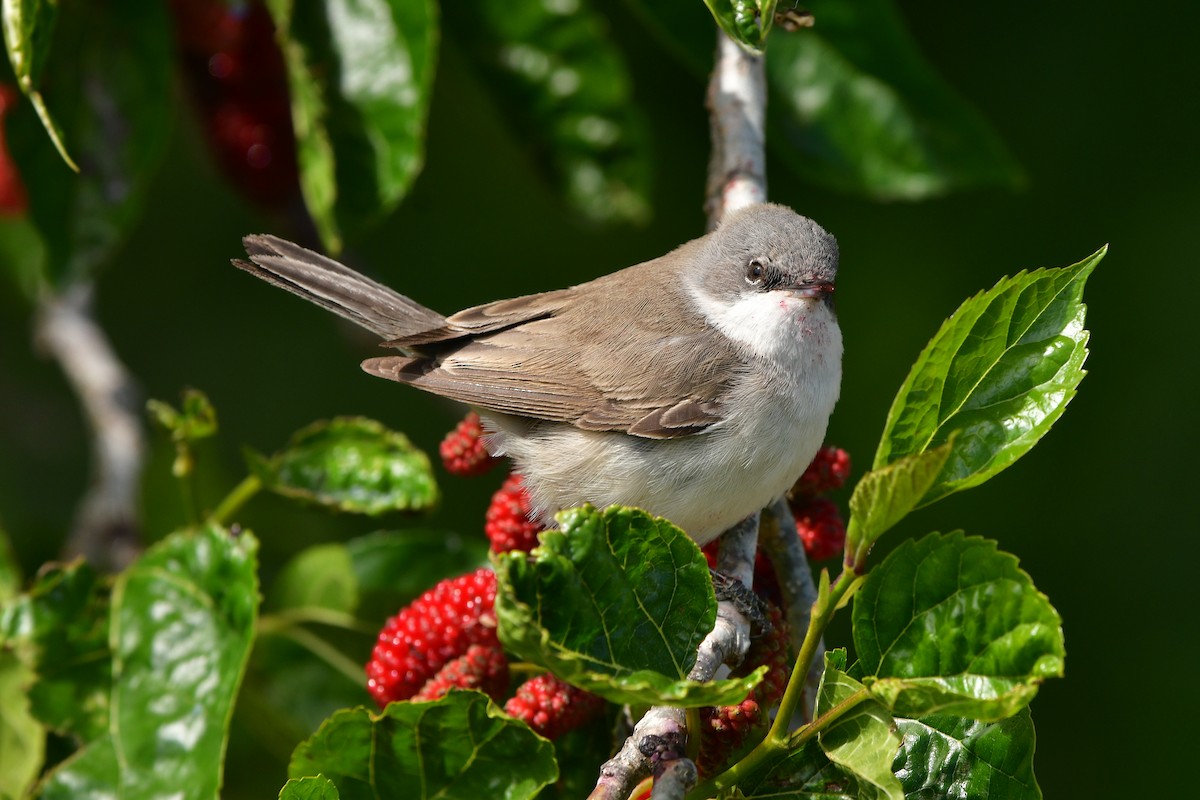 Lesser Whitethroat - ML638929236