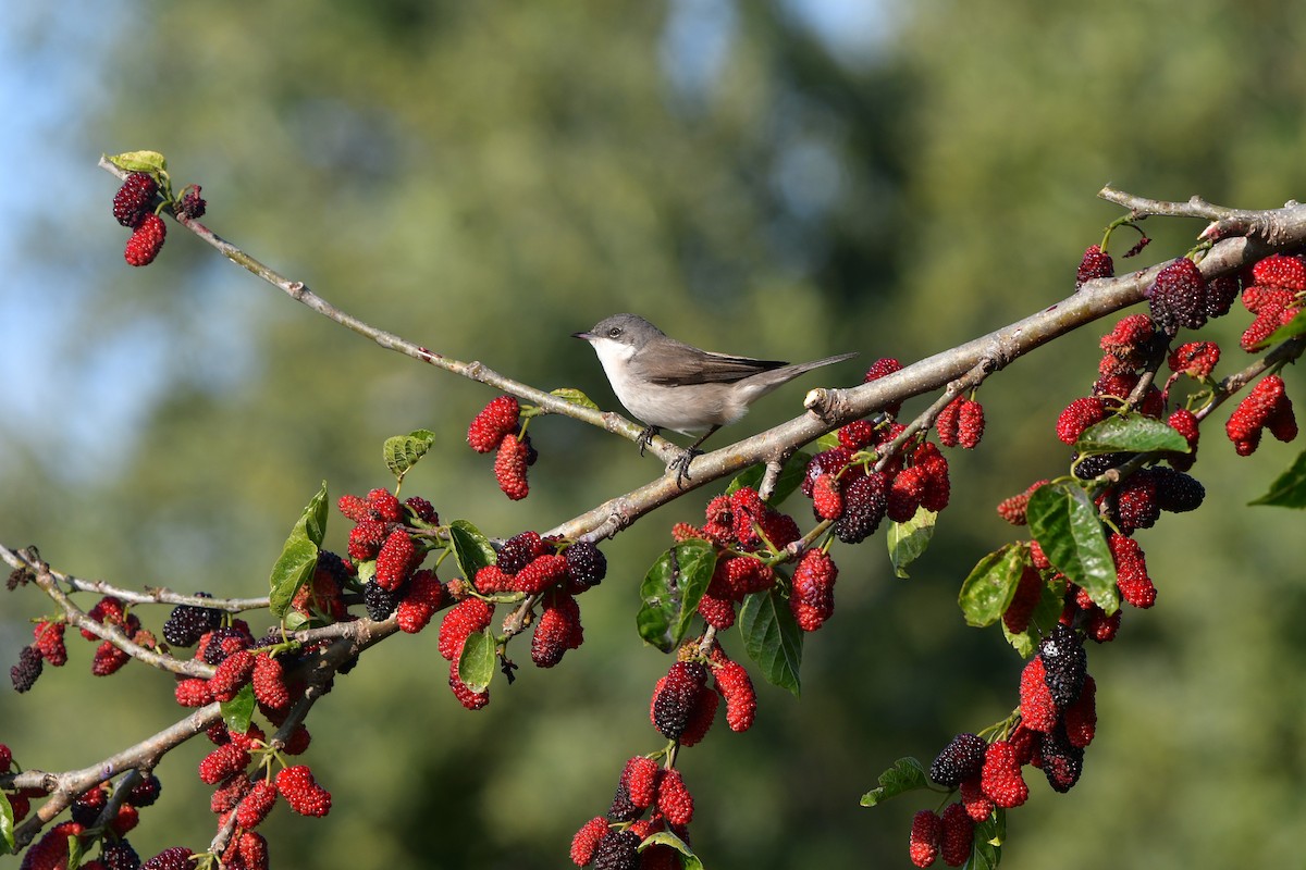 Lesser Whitethroat - ML638929237