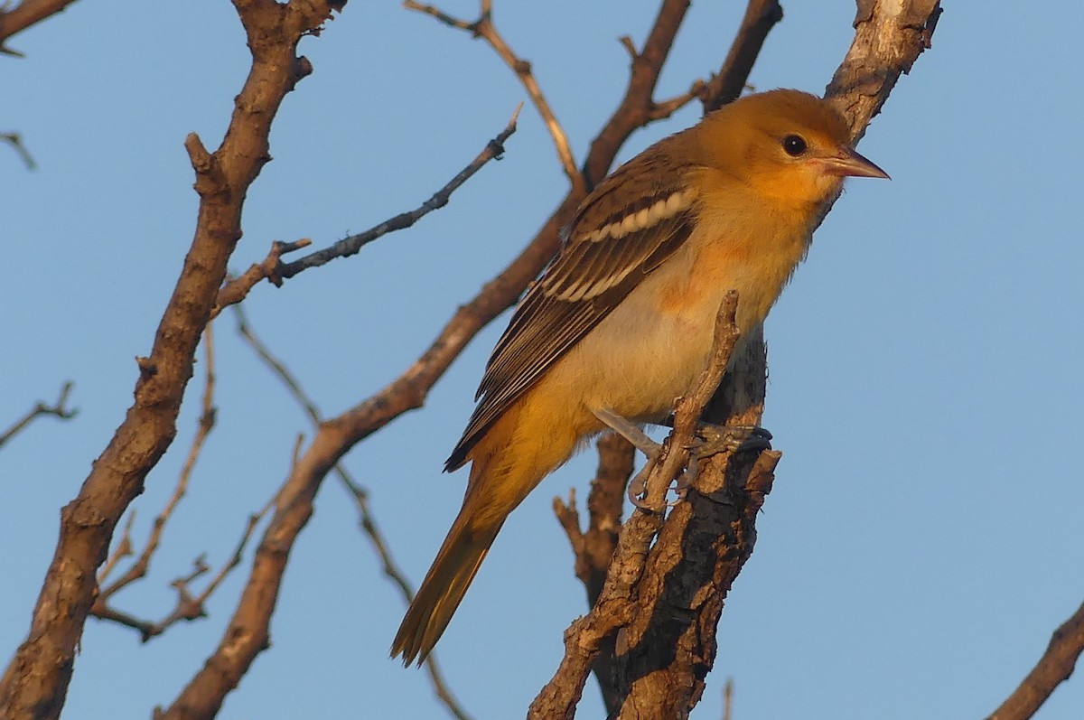 Baltimore Oriole - ML638929238