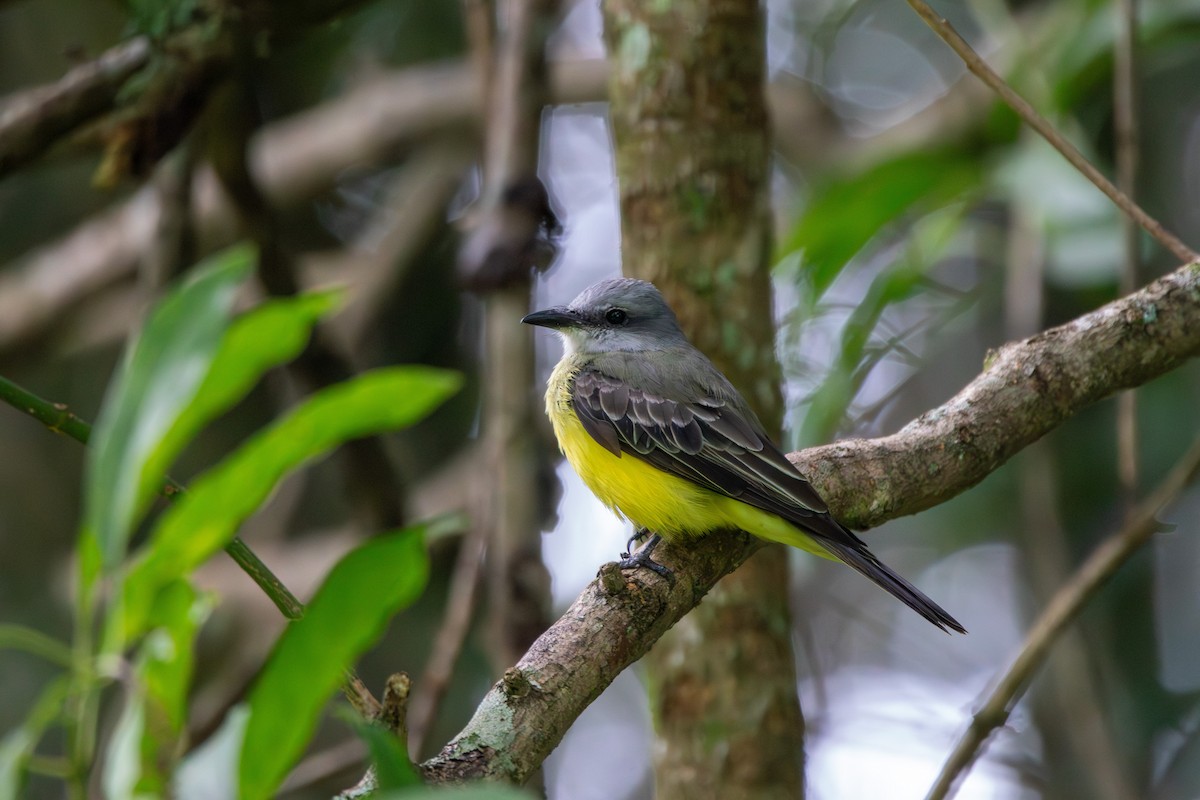Tropical Kingbird - ML638929242