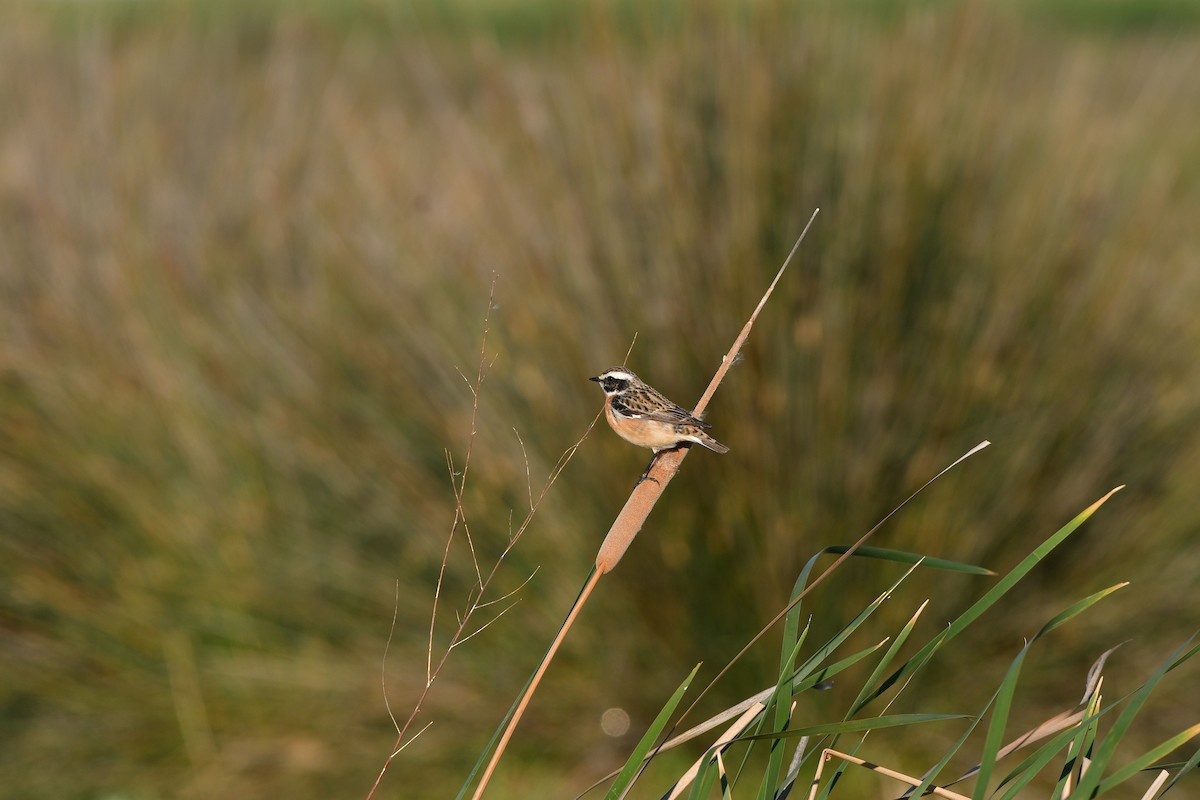 Whinchat - ML638929243