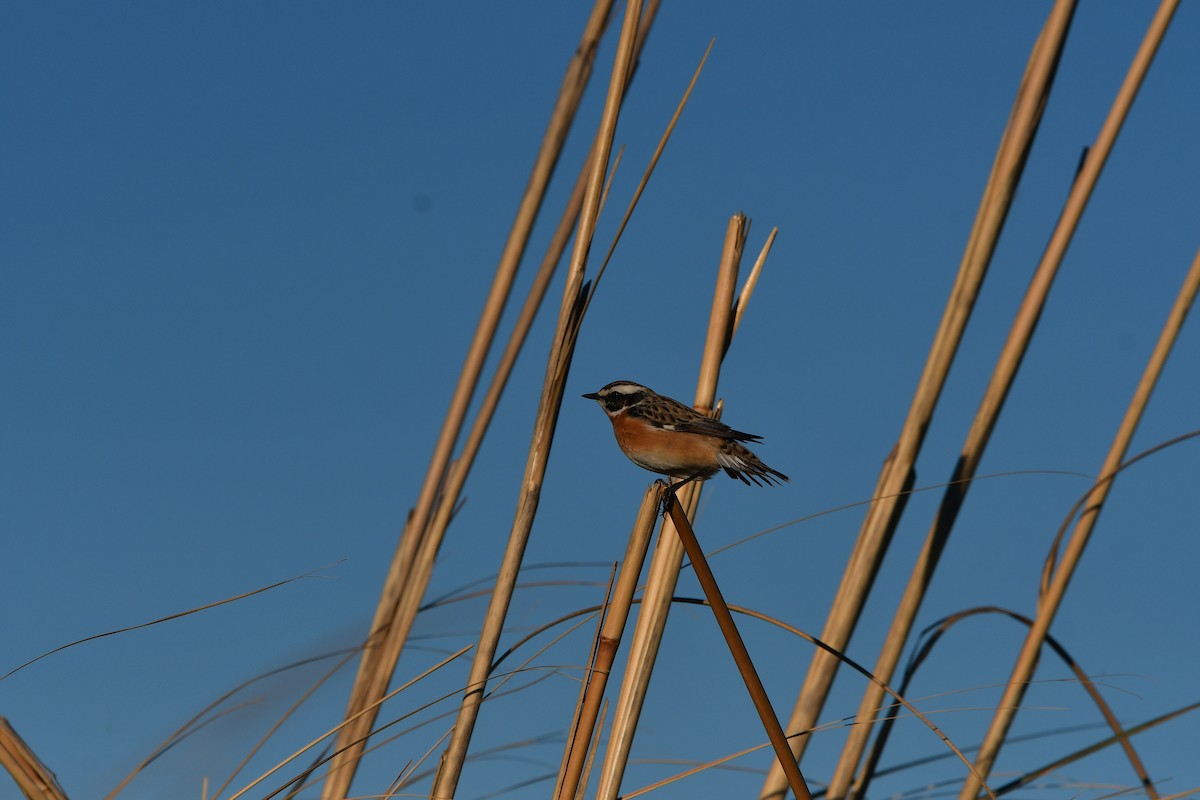 Whinchat - ML638929244