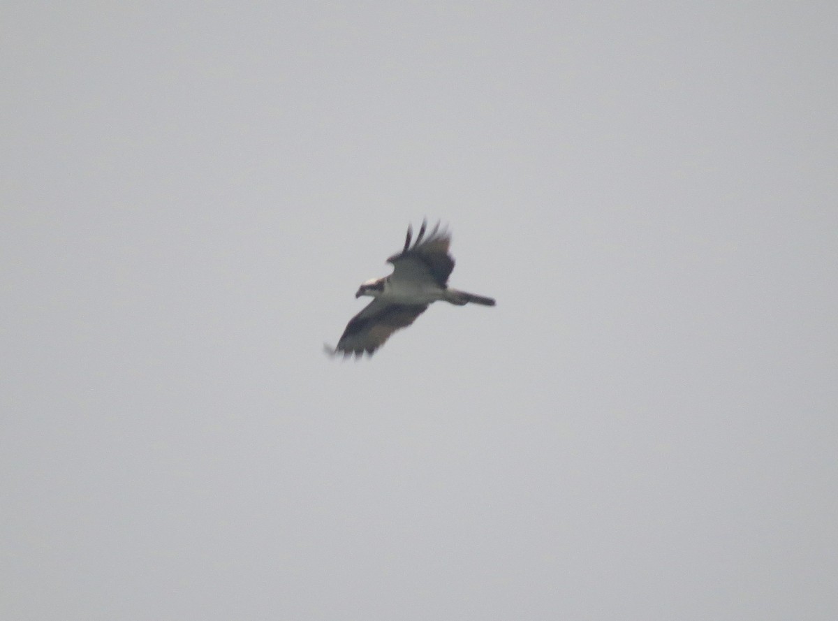 Osprey - ML638929246