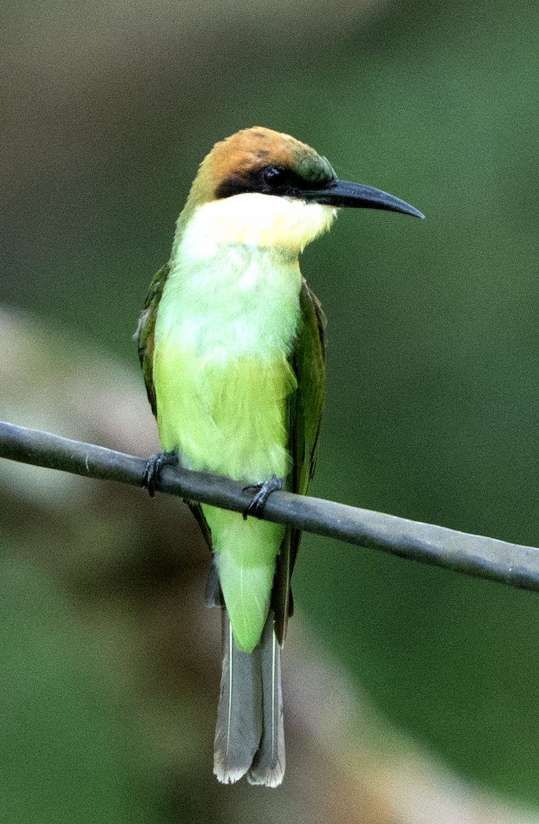 Chestnut-headed Bee-eater - ML638929249