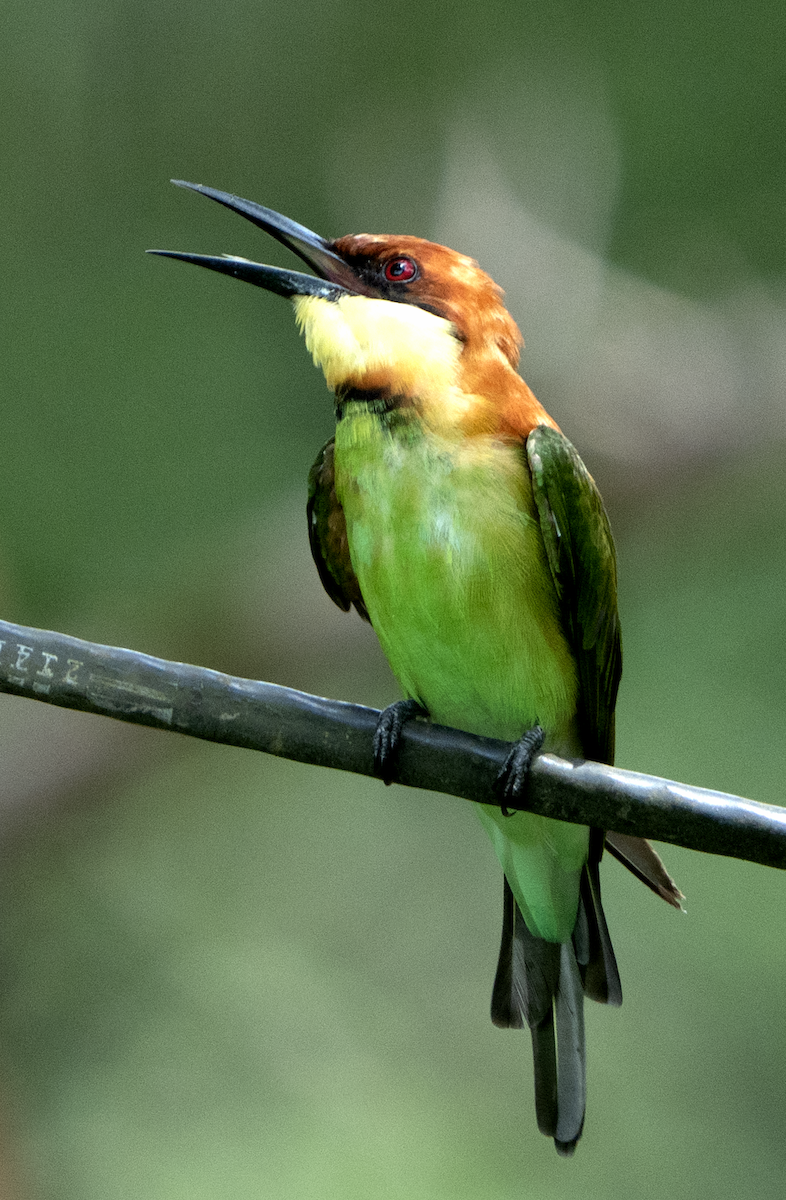 Chestnut-headed Bee-eater - ML638929250