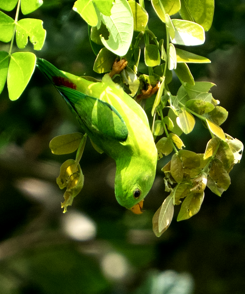 Vernal Hanging-Parrot - ML638929253