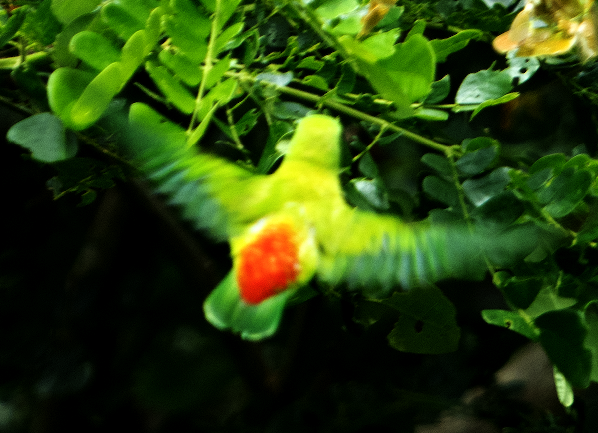 Vernal Hanging-Parrot - ML638929254