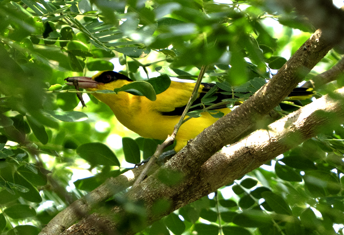 Black-naped Oriole - ML638929259