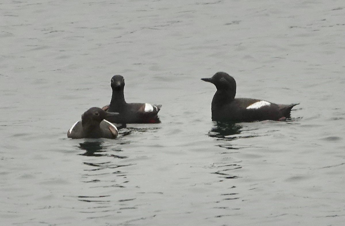 Pigeon Guillemot - ML638929262
