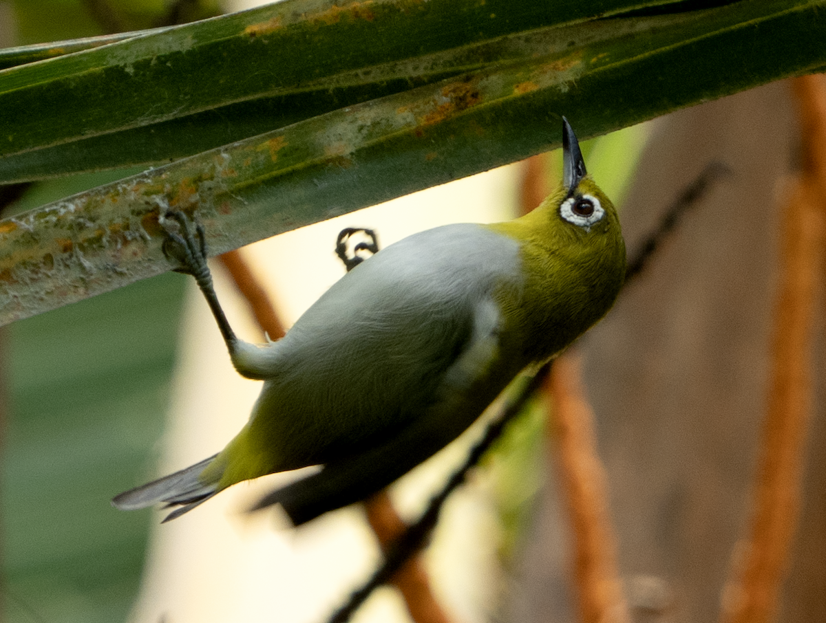 Indian White-eye - ML638929263