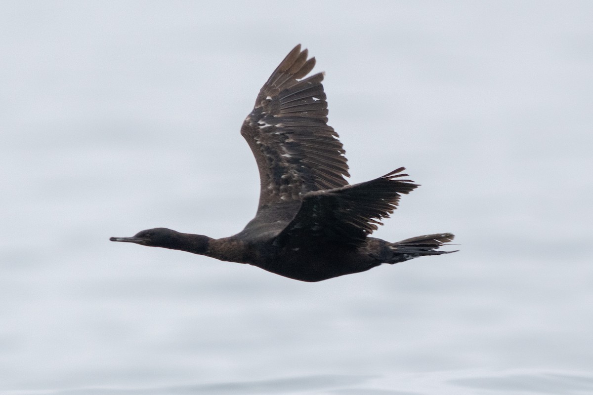 Pelagic Cormorant - ML638929267