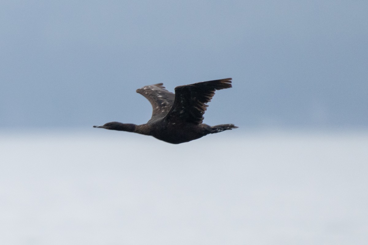 Pelagic Cormorant - ML638929268