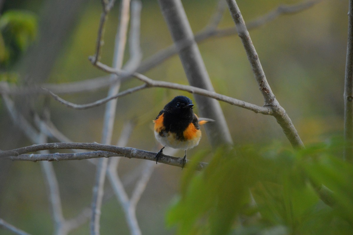 American Redstart - ML638929271