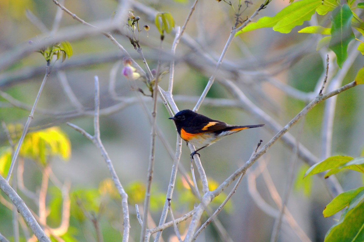 American Redstart - ML638929272