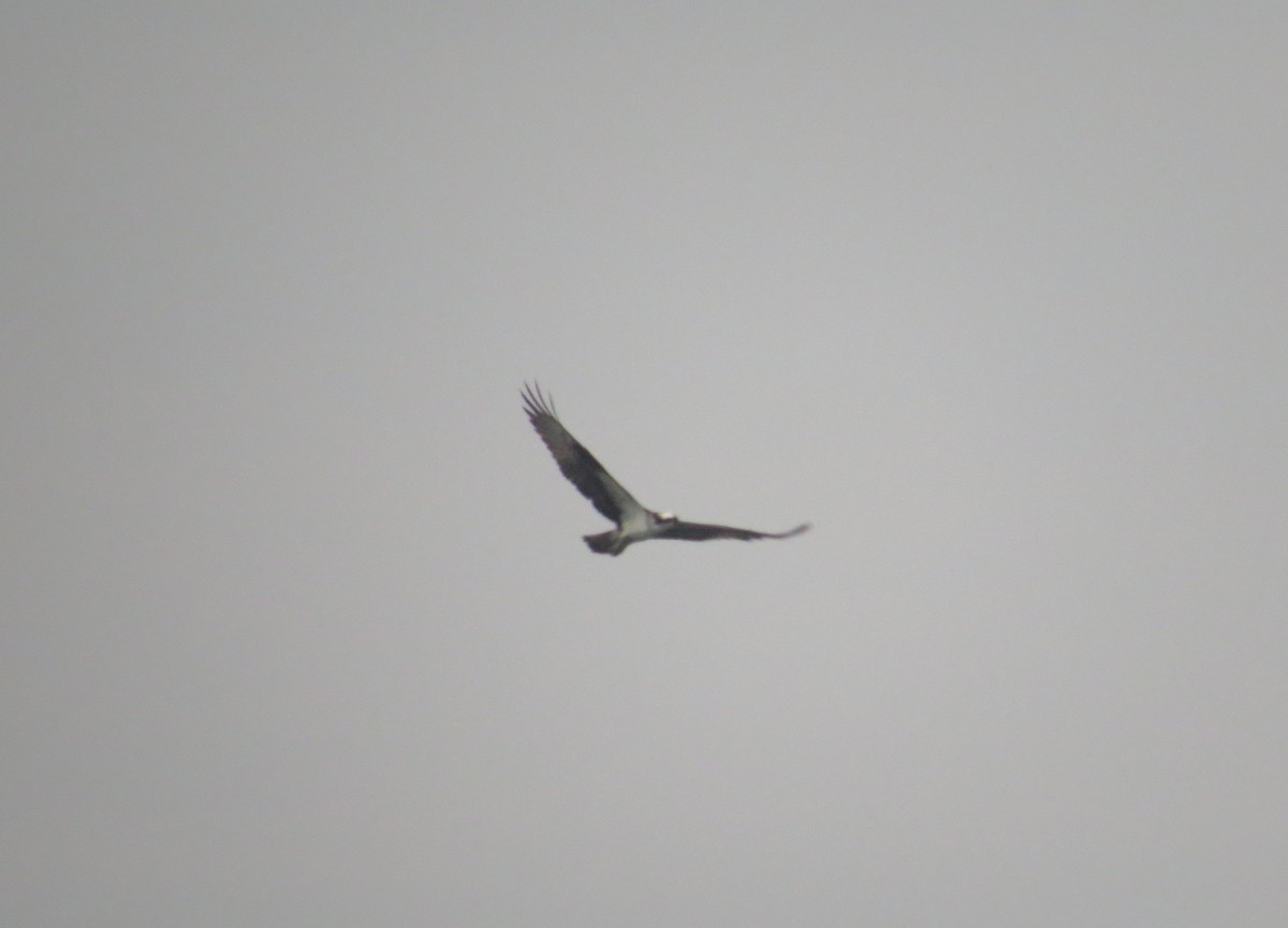 Falco pescatore - ML638929273