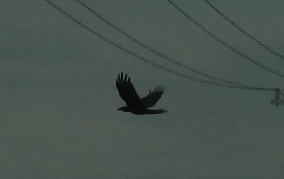 Aquila reale - ML638929274