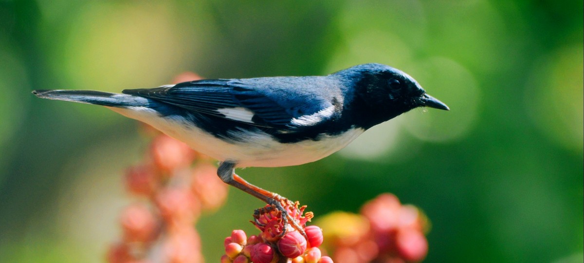 Black-throated Blue Warbler - ML638929278