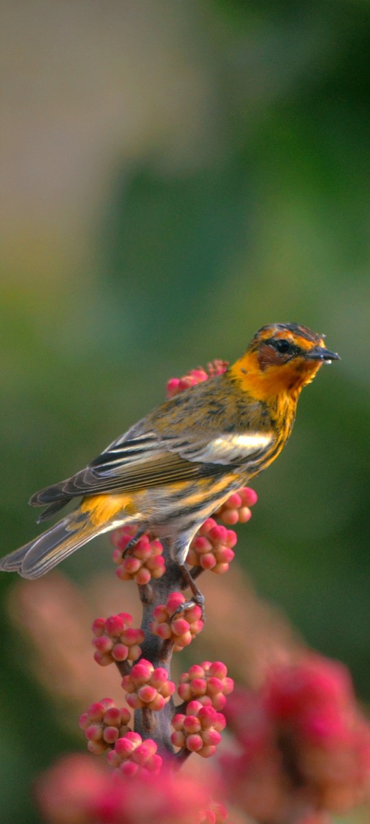 Cape May Warbler - ML638929289