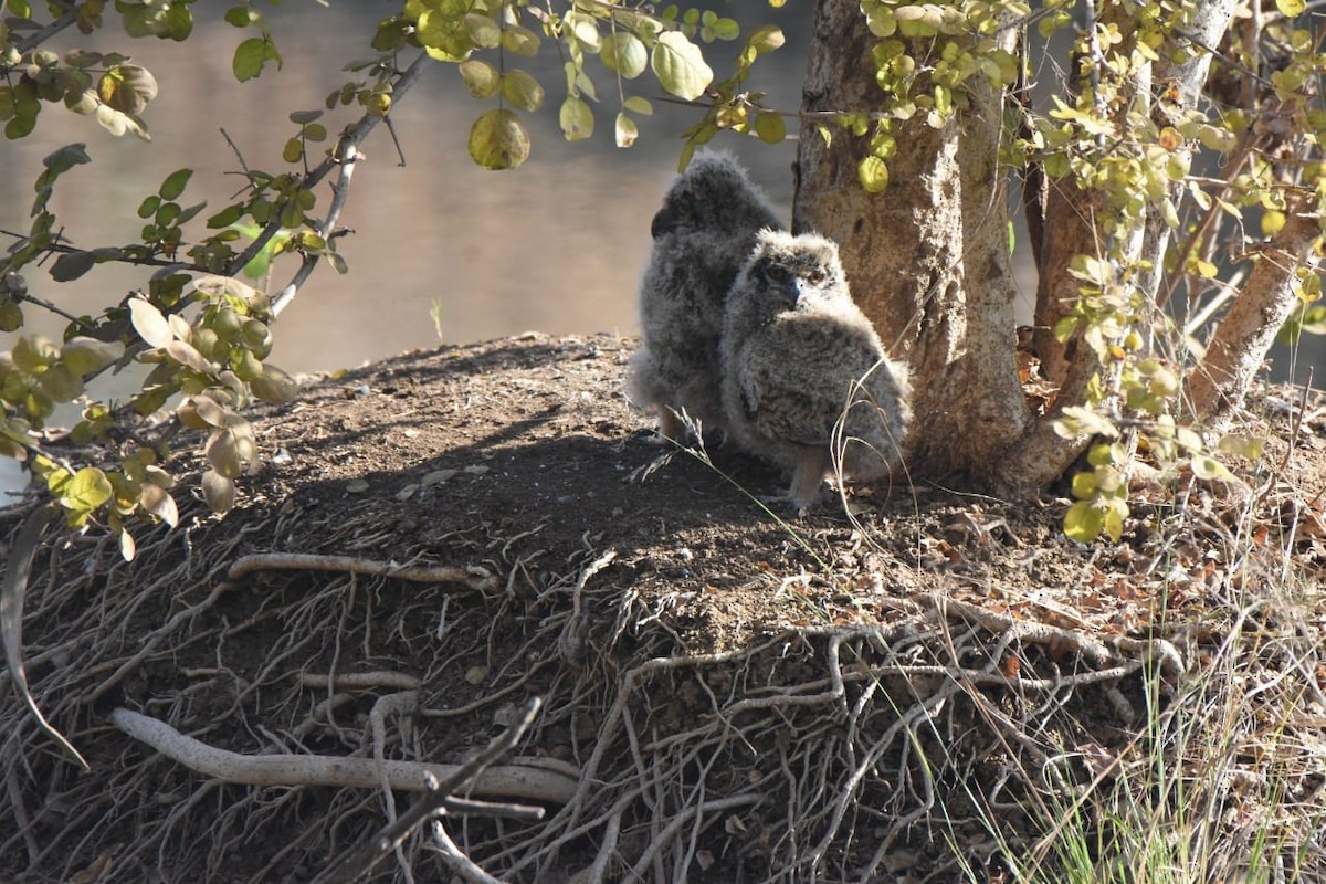 Rock Eagle-Owl - ML638929290
