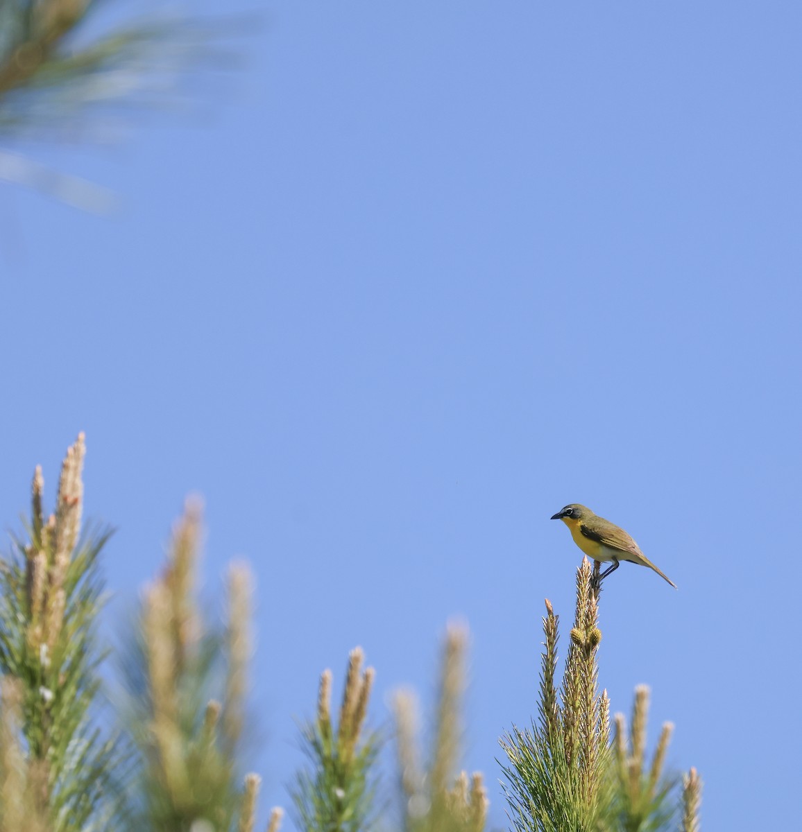 Yellow-breasted Chat - ML638929291