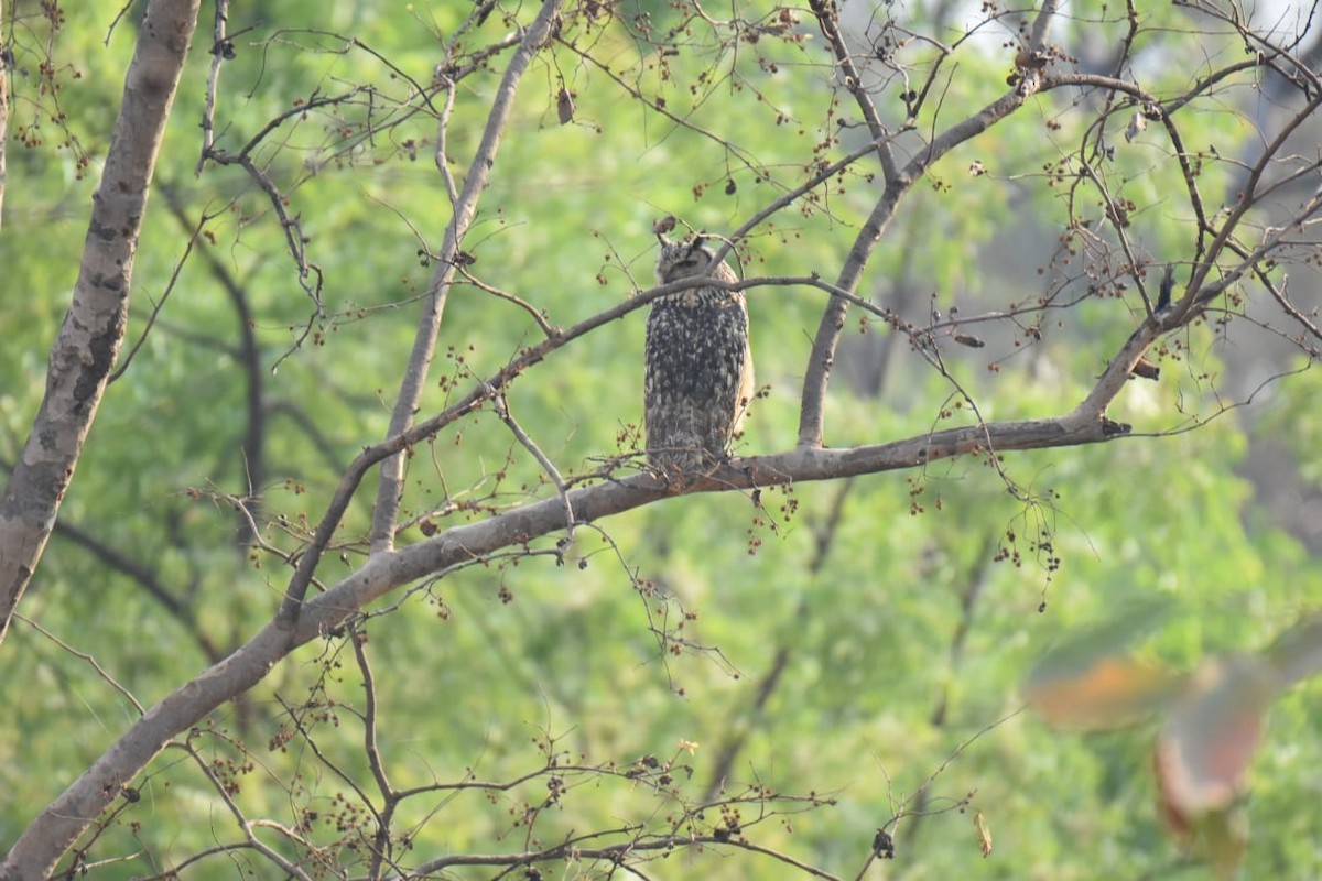 Rock Eagle-Owl - ML638929297