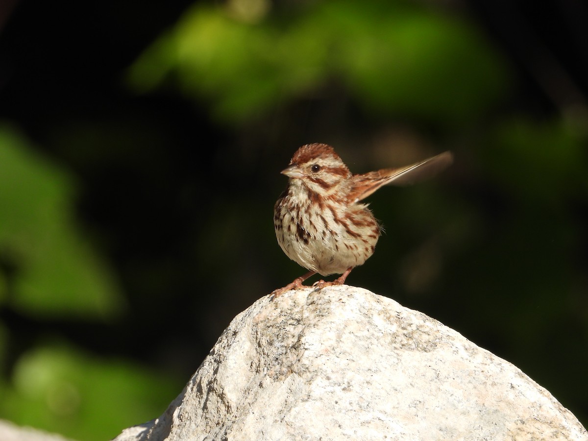 Song Sparrow - ML638929321
