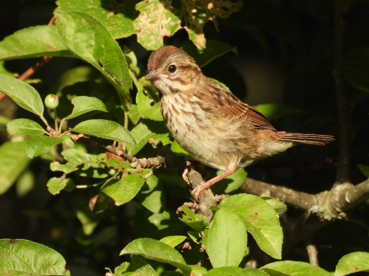 Chipping Sparrow - ML638929323