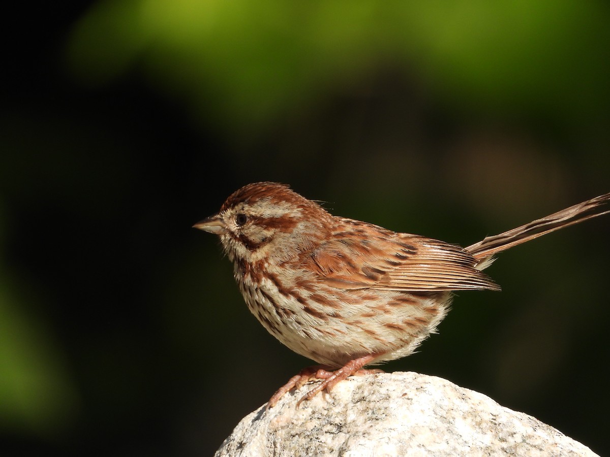 Song Sparrow - ML638929324